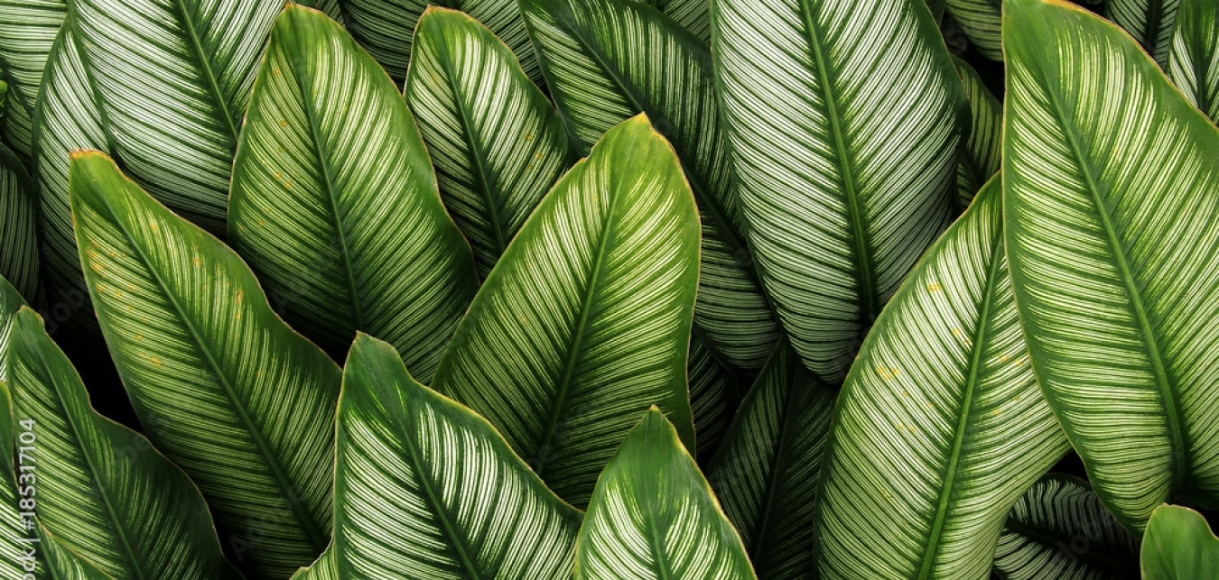 Comment Entretenir Mes Plantes Interieur En Hiver