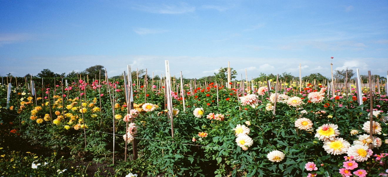 Production de fleurs françaises et de saison